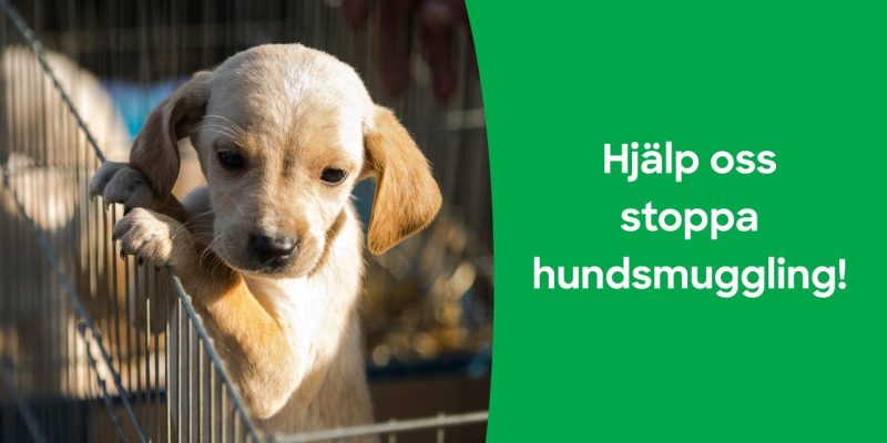 Hund som tittar upp ur en bur. Text på bilden: Hjälp oss stoppa hundsmuggling