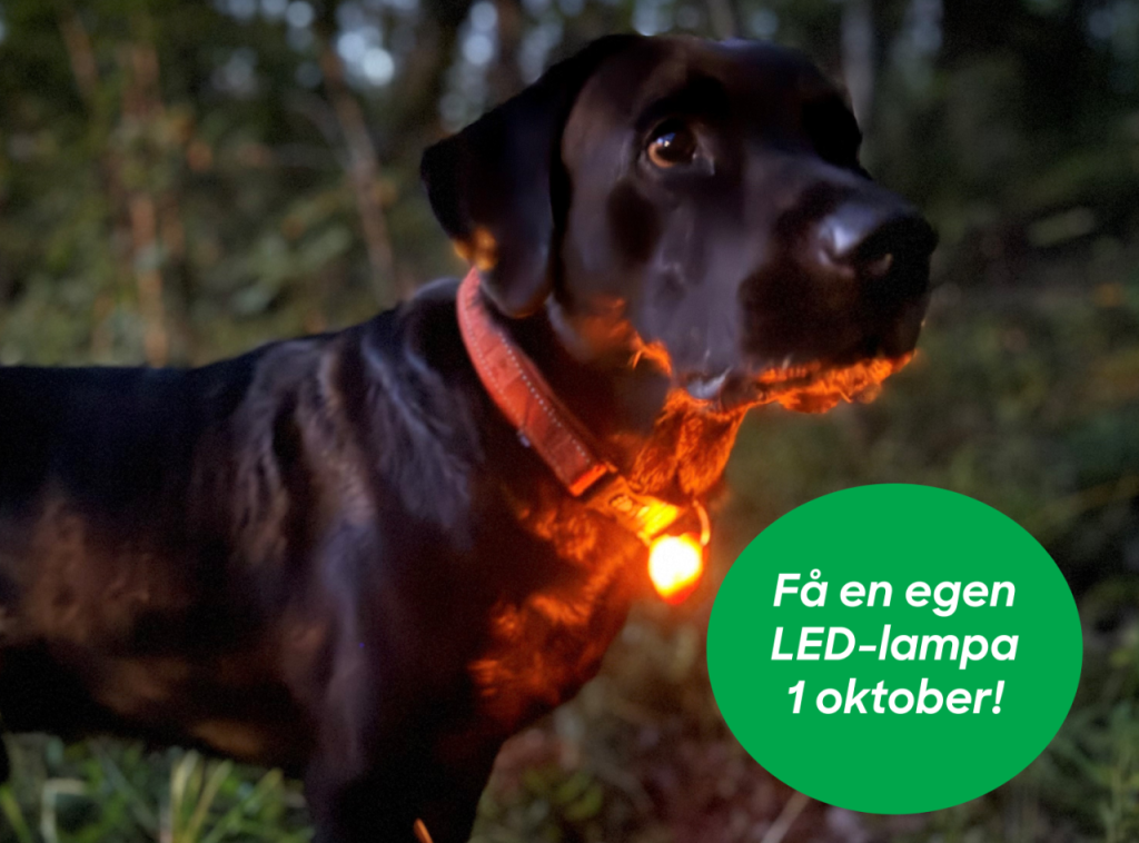 Hunden Chase i mörkret med LEd-lampa på halsbandet.