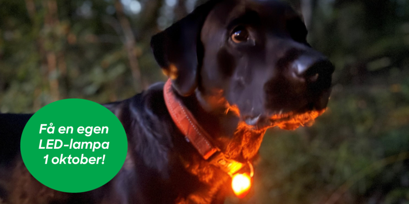 Hund med lysande lampa på halsbandet.