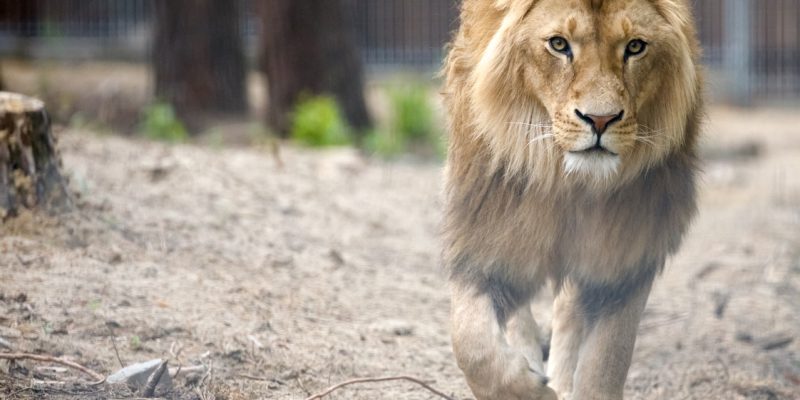 Lejon på en djurpark promenerar mot kameran